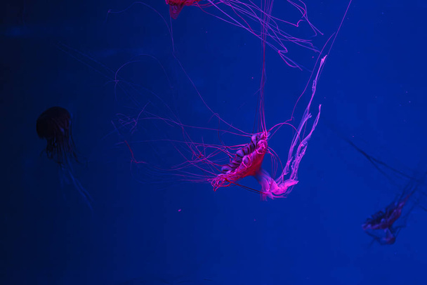 fotos subaquáticas de medusas chrysaora pacifica medusas japonês mar urtiga close-up - Foto, Imagem