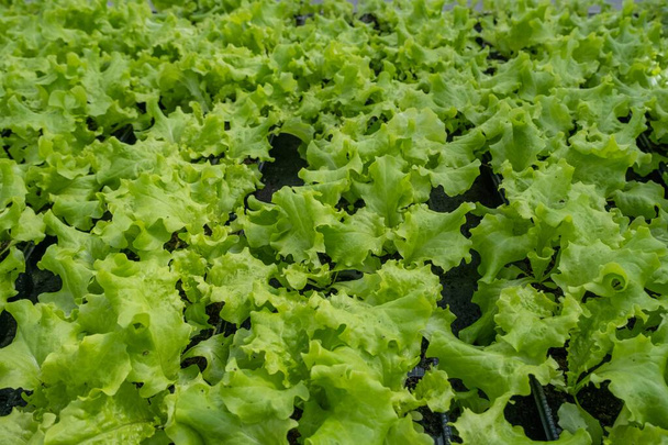 rigogliose piante di lattuga verde che crescono in un letto da giardino, mostrando verdure a foglia sana e vibrante in coltivazione. - Foto, immagini