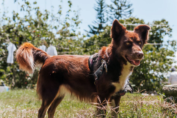 Brauner Border Collie Hund spielt in der Natur. Kolumbianischer Bauernhof und glückliche Tiere. Haushund. - Foto, Bild
