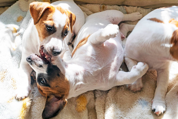 красивые щенки Джек Рассел терьер греться на солнце на диване - Фото, изображение
