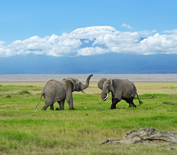 Amboseli nemzeti Park  - Fotó, kép