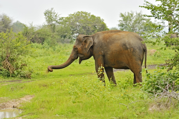Elefante indio
 - Foto, Imagen