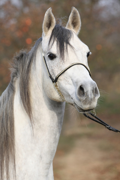 erstaunliche arabische Pferd mit Show-Halfter - Foto, Bild