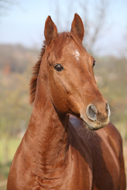 Ωραίο άλογο κάστανο σε κοιτάζω - Φωτογραφία, εικόνα