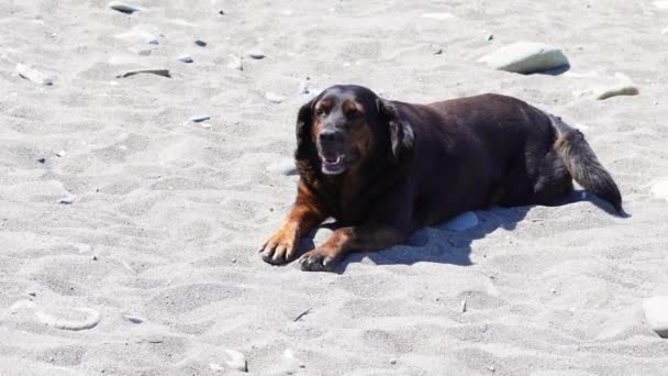 Un chien sans abri de grande race se trouve sur la plage de galets éclairée par le soleil, semblant assoiffé et fatigué - Séquence, vidéo