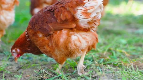 A beautiful brown chicken walks and grazes in an aviary, close-up. High quality FullHD footage - Footage, Video