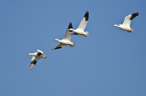 Четыре снежных гуся, летящих в голубом небе
 - Фото, изображение