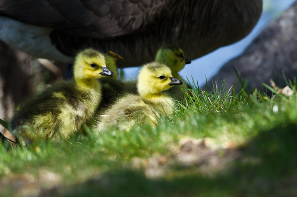 Recién nacido goslings permanecer cerca de mamá
 - Foto, Imagen