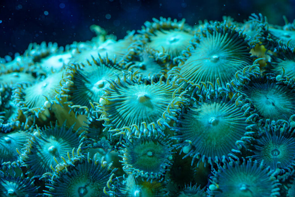 LPS coral marino Traquilia, Lobophyllia macro foto, enfoque selectivo - Foto, imagen