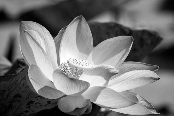 lotus çiçeği  - Fotoğraf, Görsel