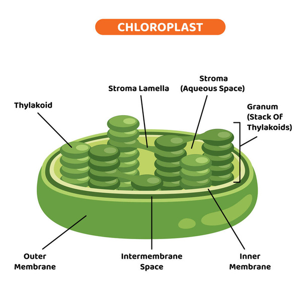 Структура хлоропласта растений - Вектор,изображение