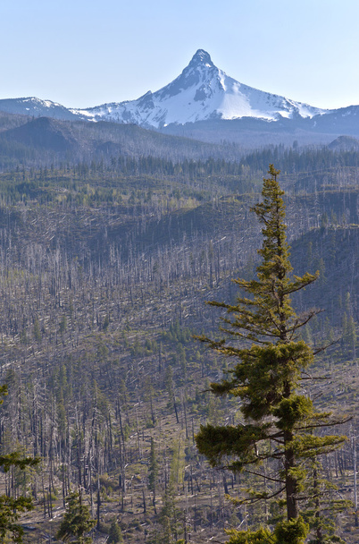 Mt. Washington y un bosque quemado
. - Foto, Imagen