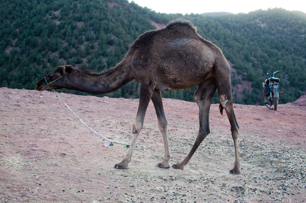 camelo em repouso
 - Foto, Imagem
