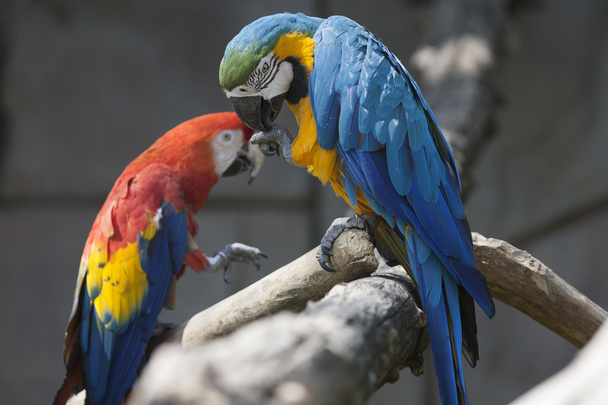 ararauna parrot on its perch
 - Фото, изображение