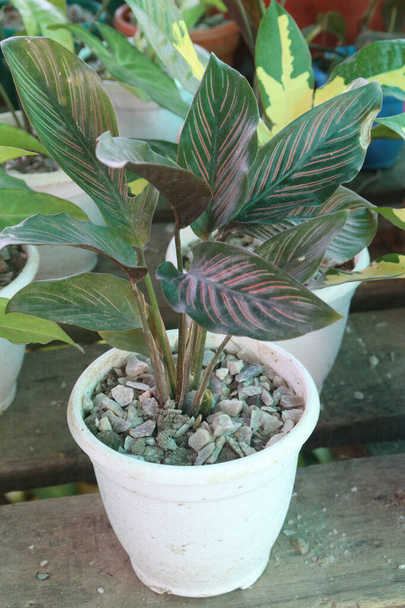Pin-stripe calathea plant on nursery for sell are cash corps. effective air purifiers, removing toxins like formaldehyde and benzene from the air, promoting a healthier indoor environment - Foto, Imagen