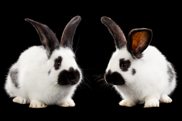 coelhos brancos
 - Foto, Imagem
