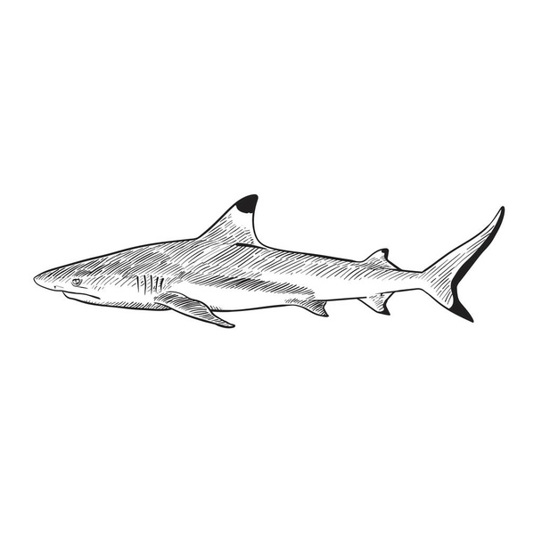  Black and white blacktip reef shark ,Hand drawn vector illustration. - Vektor, kép