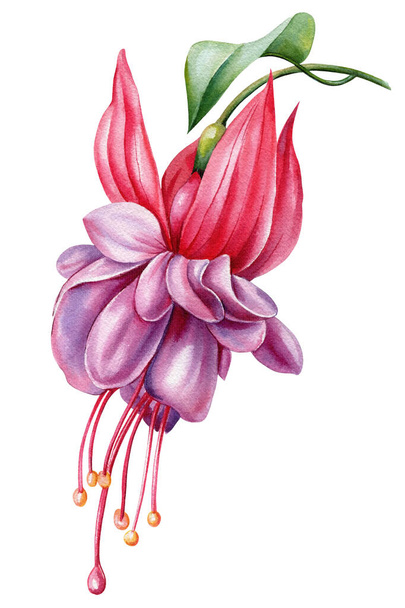 Exotic summer flowers fuchsia, jungle pink flower isolated background, Hand drawn decorative watercolor tropical botanical painting. High quality illustration - Foto, afbeelding