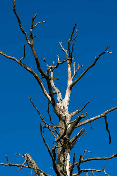 Ein beeindruckendes Bild eines kahlen Baumes mit Ästen, die sich vor einem klaren blauen Himmel abzeichnen. Die Szene ruft Gefühle der Einsamkeit und Belastbarkeit hervor - Foto, Bild