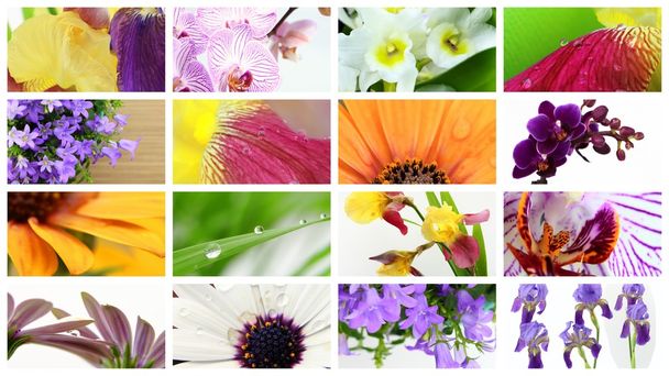Разноцветный цветочный коллаж
 - Фото, изображение