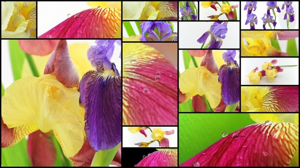 Collage fleurs iris violet et jaune
 - Photo, image
