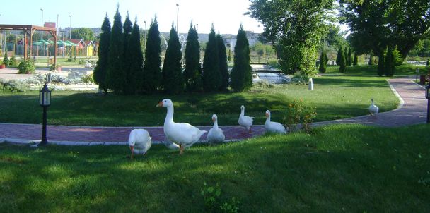 Geese strolling - Photo, Image