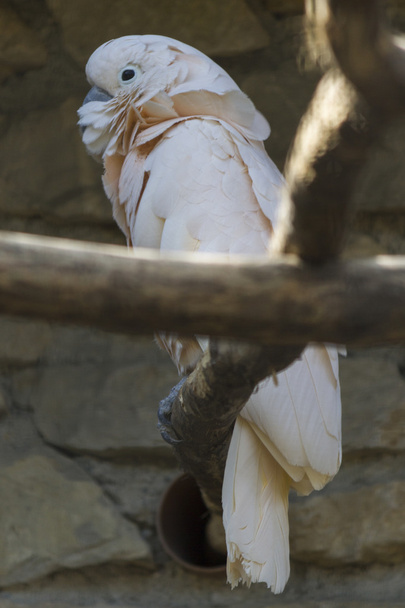 Kakadu-Papagei auf seinem Barsch - Foto, Bild