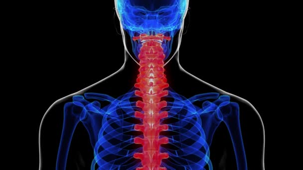 Anatomía de columna vertebral para concepto médico Animación 3D - Imágenes, Vídeo