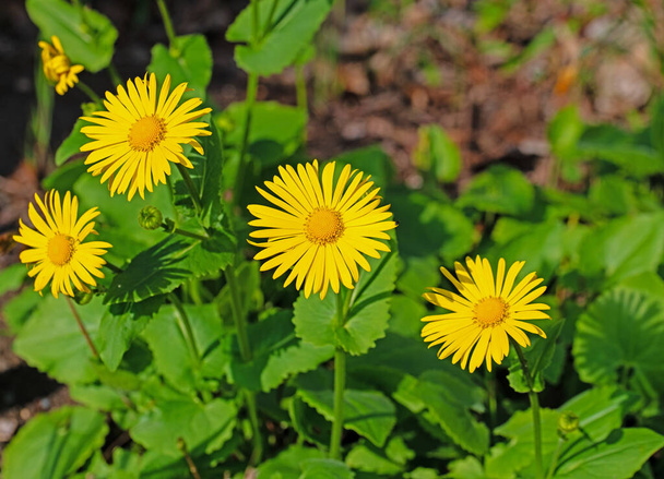 Blütenbalsam, Doronicum, im Frühling - Foto, Bild