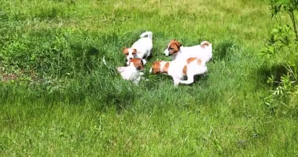 Güzel küçük Jack Russell Terrier köpekleri bahçedeki yeşil çimlerde oynuyorlar. Köpek kulübesinde yavruları büyütmek ve onlarla ilgilenmek. - Video, Çekim