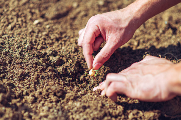 Fermer les mains Jardinier plantation et cueillette de légumes dans le sol. - Photo, image