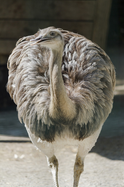 rhea américaine
 - Photo, image