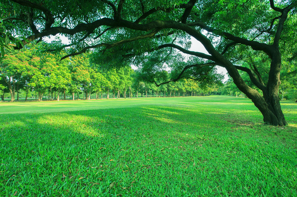 красивый утренний свет в общественном парке с зеленой травой поле
 - Фото, изображение