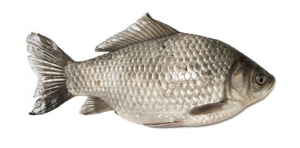 Живая рыба распятие изолированы на белом
 - Фото, изображение