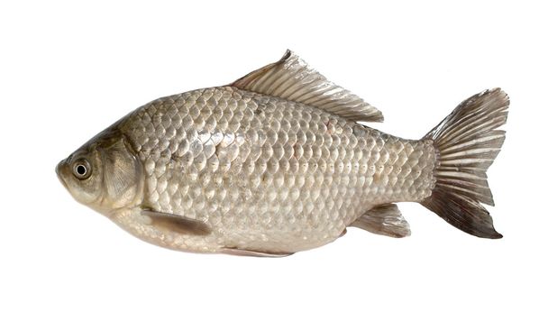 Живая рыба распятие изолированы на белом
 - Фото, изображение