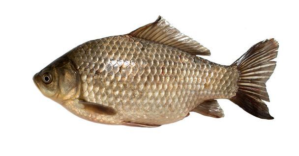 živé ryby Karas izolované na bílém - Fotografie, Obrázek