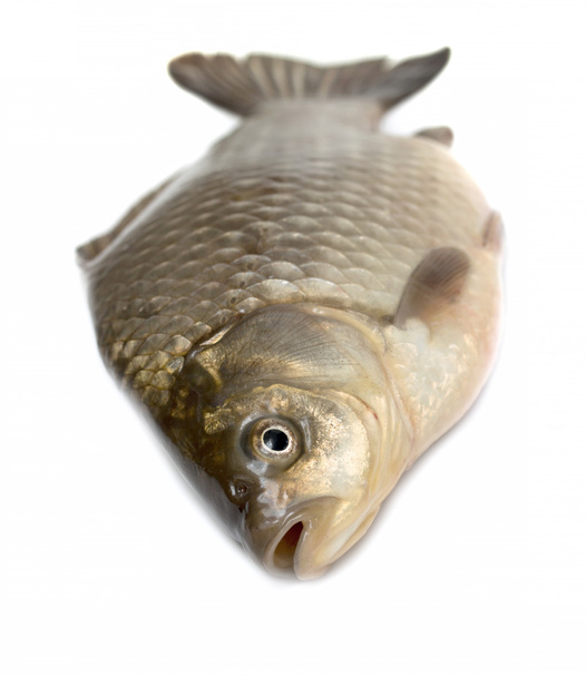 pesce vivo crociano isolato su bianco
 - Foto, immagini