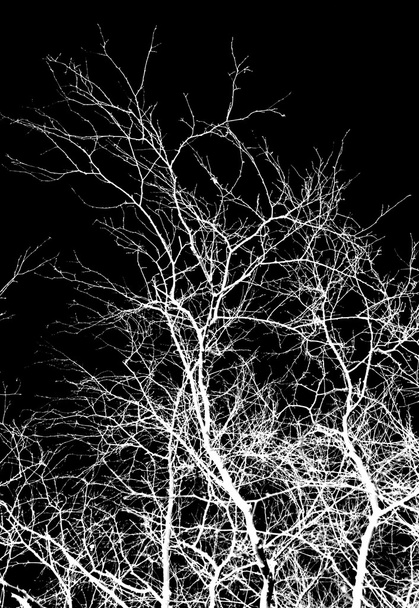white tree branches on a black background - Photo, Image