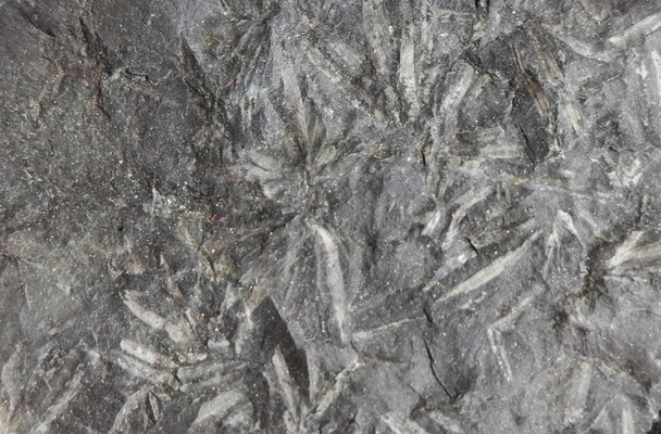 fern leaf fossil as very nice background - Zdjęcie, obraz