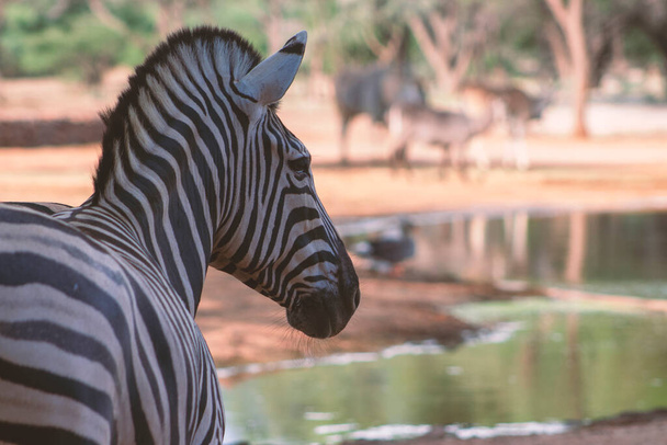 Divoký africký život. Detailní namibijská horská zebra  - Fotografie, Obrázek