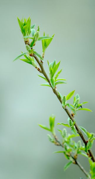 mladé výhonky stromu listí - Fotografie, Obrázek