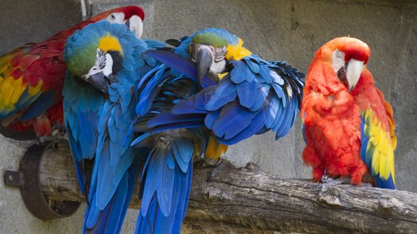 Ара попугай ара на окуни
 - Фото, изображение