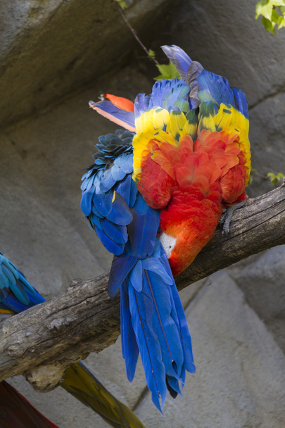 Ara-Papagei auf seinem Barsch - Foto, Bild