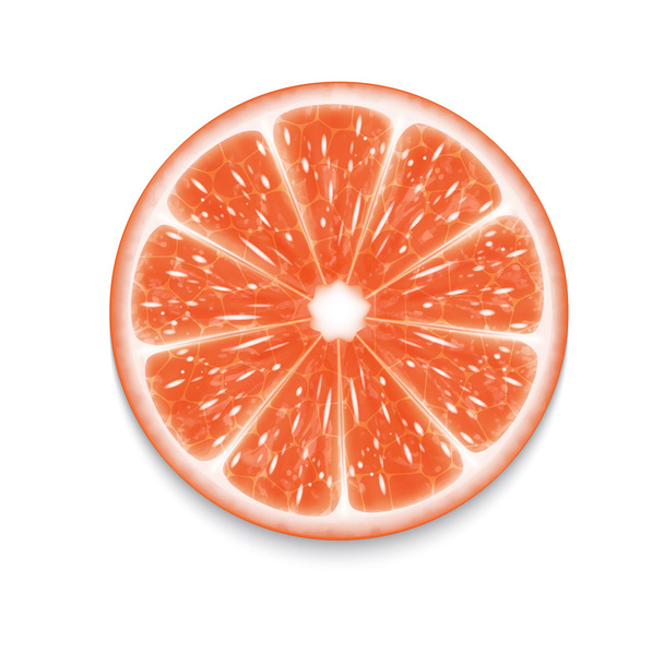 grapefruit slice - Vector, afbeelding