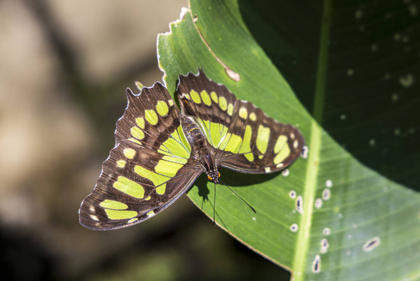 Prachtige vlinder Metamorpha stelenen in de natuur habitat in tropisch bos van Costa Rica in Midden-Amerika. - Foto, afbeelding