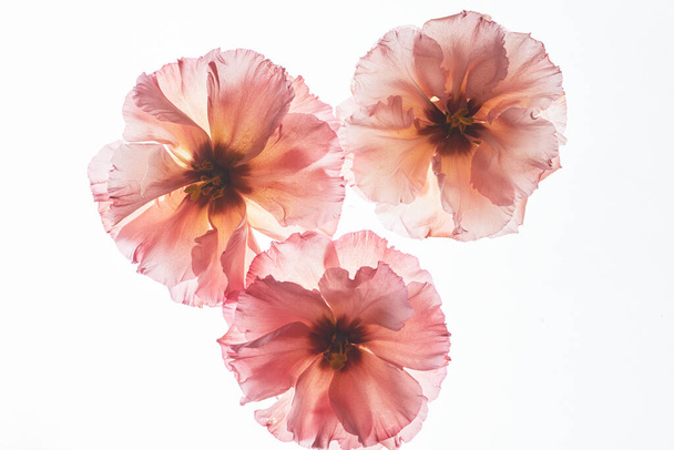 Vista superior del fondo de la composición de la flor prensada sobre fondo blanco retroiluminado, espacio de copia - Foto, imagen