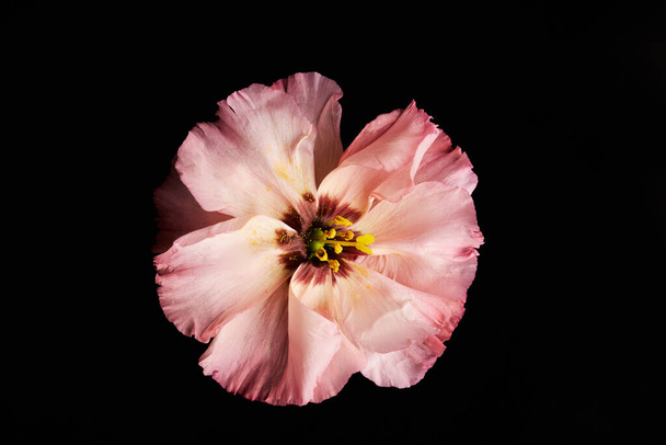 Vista superior de una sola flor rosa con delicados pétalos sobre fondo negro, espacio para copiar - Foto, imagen