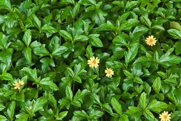 fundo natureza de folha verde e flor amarela
 - Foto, Imagem