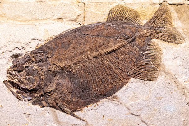 Un fossile pietrificato ben conservato di un pesce preistorico che mostra dettagli intricati della struttura scheletrica, delle squame e delle pinne dei pesci. - Foto, immagini