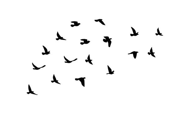 Flying Birds Vector And Illustration.  - Vektor, kép